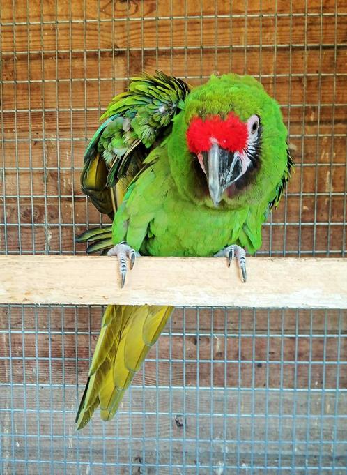 1-1 soldaten ara, Dieren en Toebehoren, Vogels | Parkieten en Papegaaien, Papegaai, Meerdere dieren