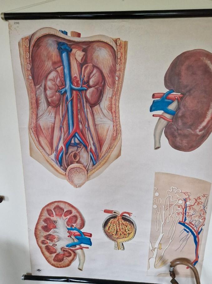Schoolplaat Nieren, Antiek en Kunst, Antiek | Schoolplaten, Ophalen of Verzenden