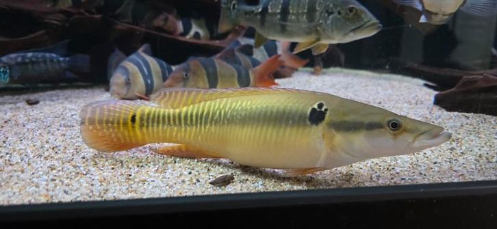 Crenicichla Zebrina env. 30-35 cm, Animaux & Accessoires, Poissons | Poissons d'aquarium
