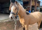 2,5 jarige Welsh A hengsten, Dieren en Toebehoren, Hengst