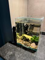 Mooi stevig glas aquarium met visjes pomp en toebehoren, Comme neuf, Aquarium d'eau douce rempli, Enlèvement