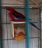 Penant, Dieren en Toebehoren