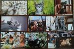 DRIEHONDERD kattenfoto's op fotopapier., Photo ou Poster, Moins de 50 cm, Moins de 50 cm, Enlèvement ou Envoi