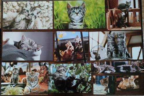 DRIEHONDERD kattenfoto's op fotopapier., Maison & Meubles, Accessoires pour la Maison | Peintures, Dessins & Photos, Neuf, Photo ou Poster