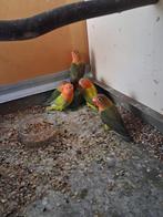 8 jonge fischeries, Dieren en Toebehoren, Vogels | Parkieten en Papegaaien, Meerdere dieren, Dwergpapegaai of Agapornis, Geringd