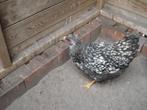 wyandotte hen (witzwart gezoomd), Femelle, Poule ou poulet