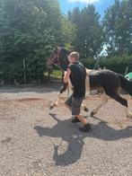Fries pinto, Dieren en Toebehoren, Paarden, Hengst, Niet van toepassing, Gechipt, 0 tot 2 jaar