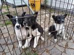 Border collie pups geboren bij de schapen, Dieren en Toebehoren, België, Particulier, CDV (hondenziekte), 8 tot 15 weken