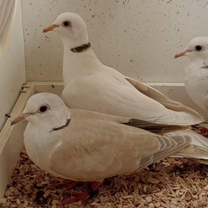 Lachduiven - kweekrijp kopppeltje, Dieren en Toebehoren, Vogels | Overige Vogels