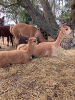 Alpaca merrie wandeltam, Dieren en Toebehoren, Juli, Vrouwelijk