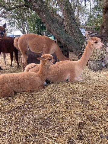Alpaca merrie wandeltam beschikbaar voor biedingen
