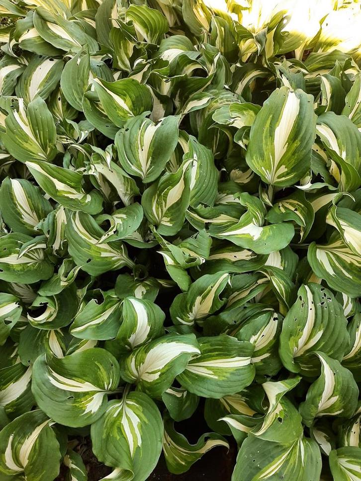 Hosta tuinplanten, Tuin en Terras, Planten | Struiken en Hagen, Ophalen