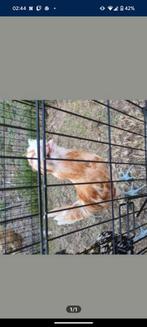 Padua haan, Dieren en Toebehoren, Pluimvee