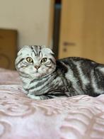 Scottish fold short hair  Vacciné vermifuge et pucé + passep, Divers