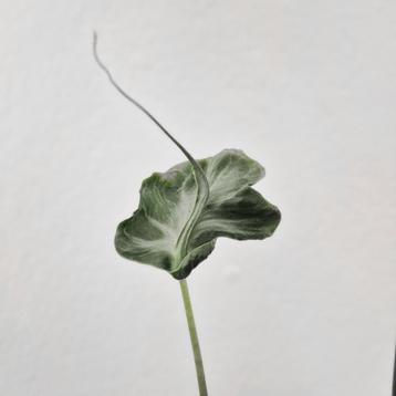 Alocasia Teletubbie beschikbaar voor biedingen