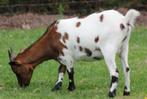 dwerggeitjes - geiten - lammetjes -geitjes, Dieren en Toebehoren, Schapen, Geiten en Varkens, Meerdere dieren, Geit, 0 tot 2 jaar