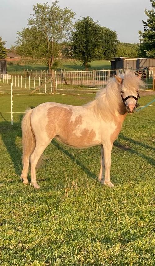 AMHA / NMPRS jaarling merrie, Dieren en Toebehoren, Pony's, Merrie, Met stamboom, Gechipt, Ontwormd