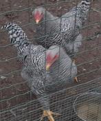 Amrock hanen, Dieren en Toebehoren