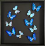 Exceptionnel envol de 10 papillons Morpho Cadre 50x50 cm, Insecte, Animal empaillé, Enlèvement ou Envoi, Neuf