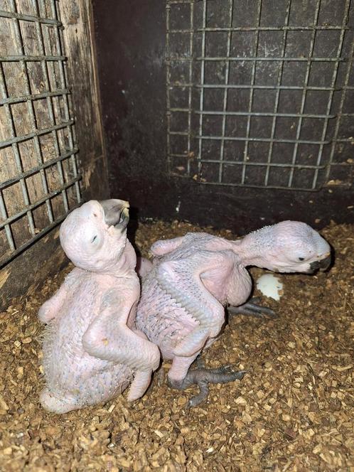 3 jonge blauw gele ara's, Dieren en Toebehoren, Vogels | Parkieten en Papegaaien, Papegaai, Meerdere dieren