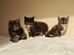 Polydactyl Maine Coon kittens, Dieren en Toebehoren, Meerdere dieren, Ontwormd, 0 tot 2 jaar