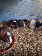 Gratis cavias ., Dieren en Toebehoren, Knaagdieren, Cavia, Mei, Meerdere dieren, Tam