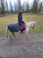 Halve stal/bijrijd ruiter gezocht, Dieren en Toebehoren, Pony's, Merrie, D pony (1.37m tot 1.48m), Springpony, 11 jaar of ouder