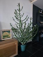Cactus +- 1.80m hoogte, Huis en Inrichting, Kamerplanten, Bloeiende kamerplant, Ophalen, Cactus, 150 tot 200 cm