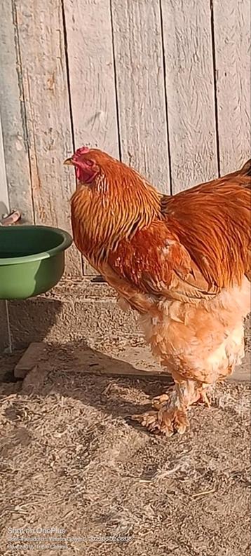 Brahma buff haan beschikbaar voor biedingen