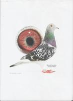Duiver Cor de heijde/walter van der meulen, Dieren en Toebehoren, Vogels | Duiven, Mannelijk, Postduif