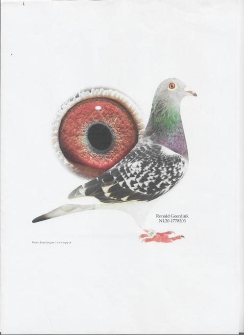 Duiver Cor de heijde/walter van der meulen, Dieren en Toebehoren, Vogels | Duiven, Postduif, Mannelijk