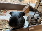 Gratis cavia’s, Dieren en Toebehoren, Knaagdieren, Mannelijk, Tam, Maart, Cavia