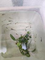 Guppy's, guppen
