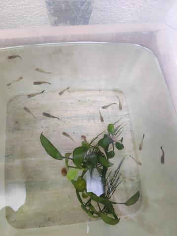 Guppy's, guppen  beschikbaar voor biedingen