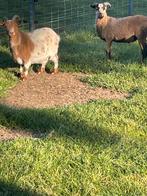 Mini geitje, Dieren en Toebehoren