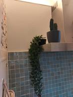 Kunstplantjes 4 stuks, gratis op te halen!, Enlèvement