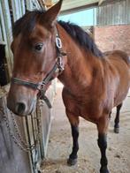 Pony's, Dieren en Toebehoren, Pony's, Merrie, Zadelmak, Ontwormd, 7 tot 10 jaar