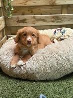 Prachtige Nova Scotia Duck Tolling retriever pup, Dieren en Toebehoren, Parvo, België, 8 tot 15 weken, Eén hond