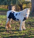 Mooie zwart bonte Tinker merrie, Dieren en Toebehoren, Pony's, Merrie, Gechipt, Zadelmak, 3 tot 6 jaar