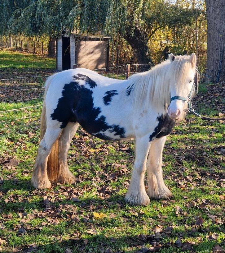 Mooie zwart bonte Tinker merrie, Dieren en Toebehoren, Pony's, Merrie, Zadelmak, C pony (1.27m tot 1.37m), Recreatiepony, 3 tot 6 jaar
