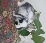 Dwergkonijn, Dieren en Toebehoren, Meerdere dieren, Dwerg, Hangoor, 0 tot 2 jaar