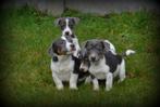 Jack Russell pups blauw lilac, CDV (hondenziekte), Meerdere, 8 tot 15 weken, Meerdere dieren