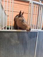 Jaarling merrie v. Cornet Obolensky (2024), Dieren en Toebehoren, Paarden, Merrie, Springpaard, 0 tot 2 jaar