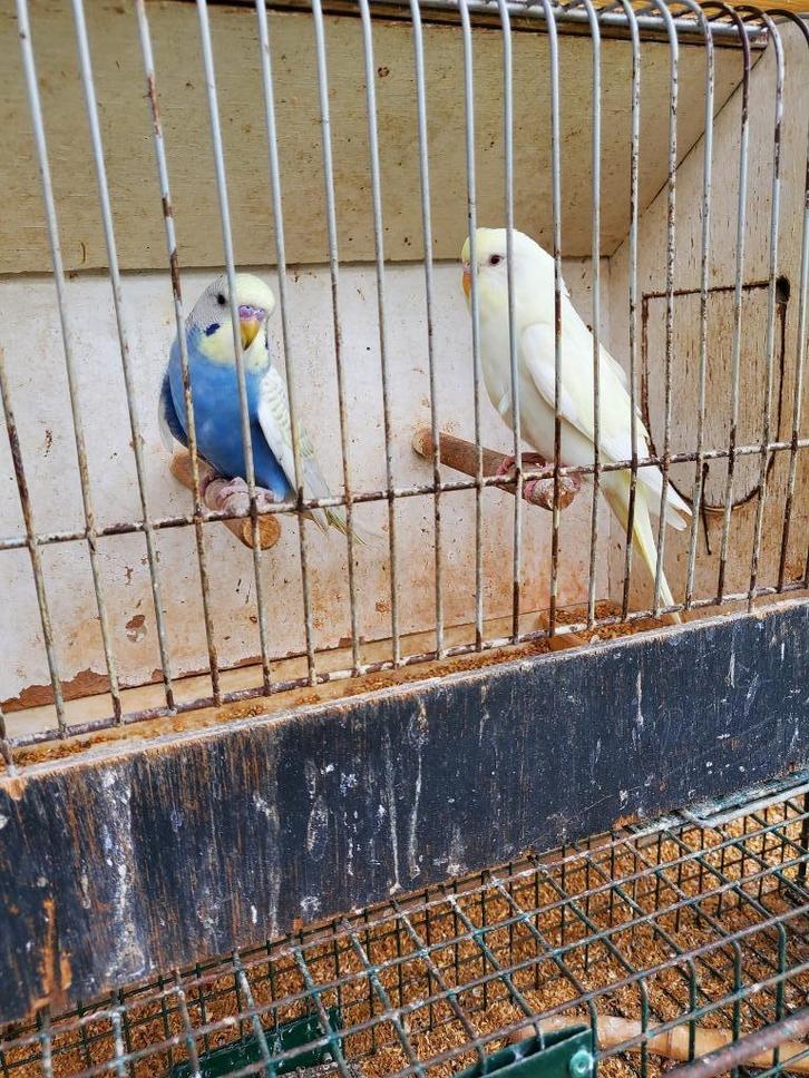 Koppel blauwe en lichtgele/witte parkiet, Dieren en Toebehoren, Vogels | Parkieten en Papegaaien, Parkiet, Meerdere dieren
