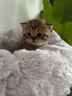 Britse korthaar kittens, Dieren en Toebehoren, Kater, Gechipt, 0 tot 2 jaar