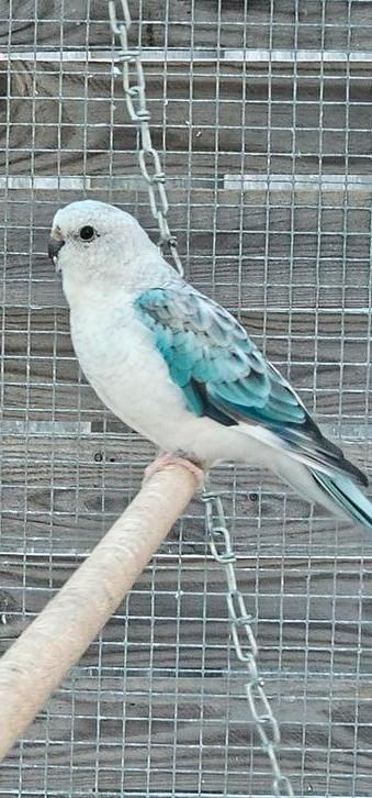 Laatste koppel roodruggen , wegens inkrimping., Plusieurs animaux, Perruche