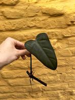 Philodendron Black Knight stekken, Huis en Inrichting, Kamerplanten, Ophalen of Verzenden