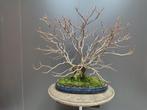Linde, tilia bonsai, In pot, Halfschaduw, Lente, Minder dan 100 cm