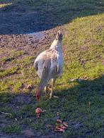 Taiwanese kippen, Dieren en Toebehoren, Pluimvee