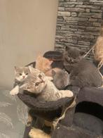 Britse korthaar kittens, Plusieurs animaux, Vermifugé, 0 à 2 ans